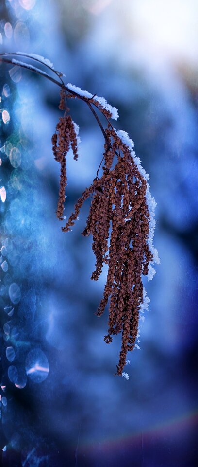 Nature snow cold
