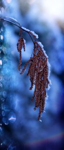 Nature snow cold