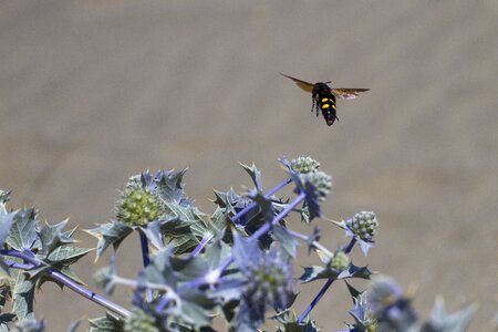 Wasp type thistle flight insect