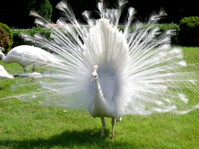 Pavo cristatus mut. alba (male) 2