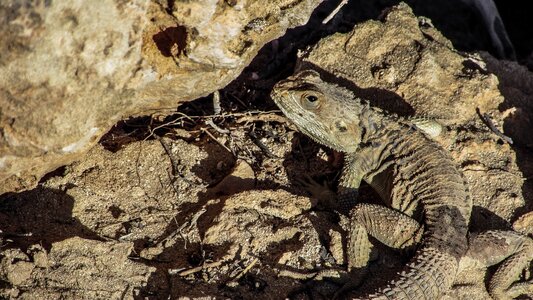 Reptile fauna animal