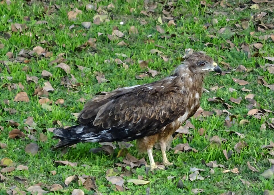 Black kite milvus migrans bird of prey