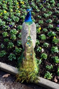Pavo cristatus - Wilhelma Zoo - Stuttgart, Germany - DSC02058
