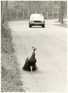Pauwhaan op de Bentveldsweg in Aerdenhout. NL-HlmNHA 54016693