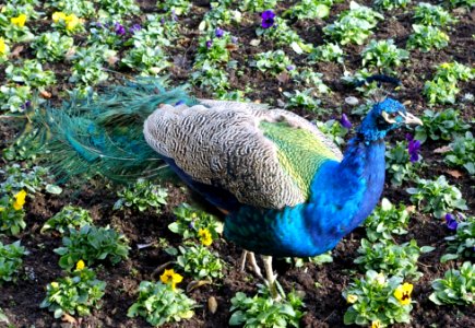 Pavo cristatus - Wilhelma Zoo - Stuttgart, Germany - DSC02062