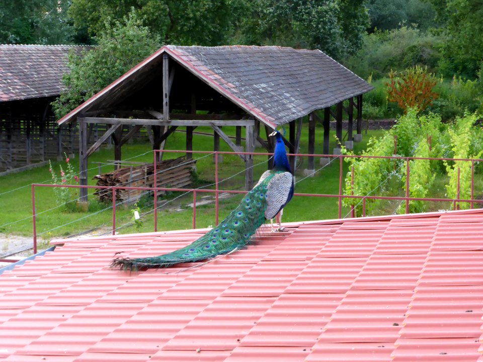 Pavo-cristatus