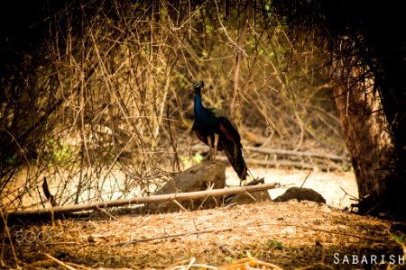 Peacock (153634851)
