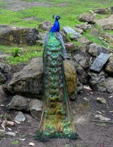 Peacock - San Francisco Zoo - San Francisco, CA - DSC03564