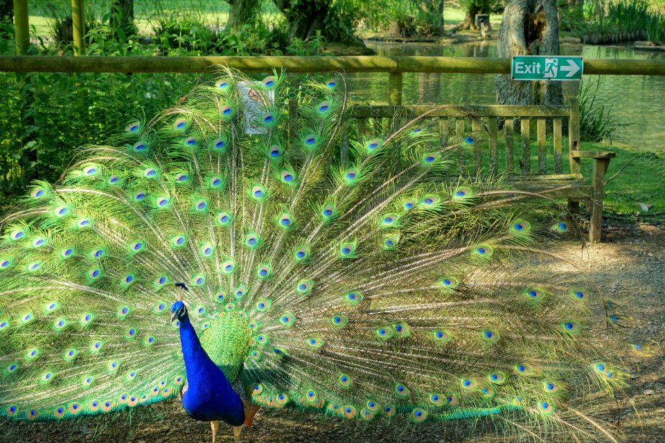 Peacock - Bentley Wildfowl and Motor Museum - Halland, East Sussex, England - DSC05926