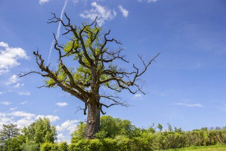 Old oak aesthetic deciduous tree