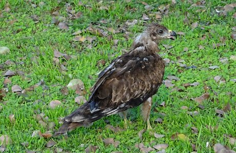 Black kite milvus migrans bird of prey photo