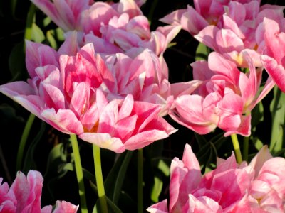 Peach Blossom, Tulpa, foto1