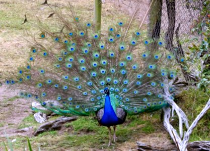 Peacock - San Francisco Zoo - San Francisco, CA - DSC03722