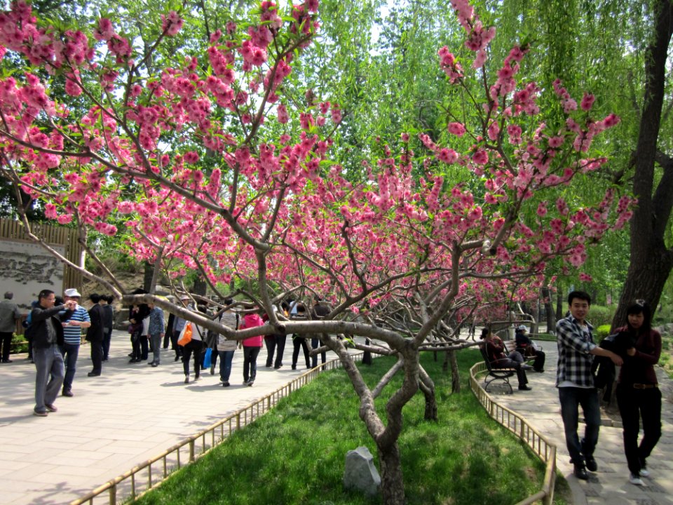 Peach blossoms, Old Summer Palace