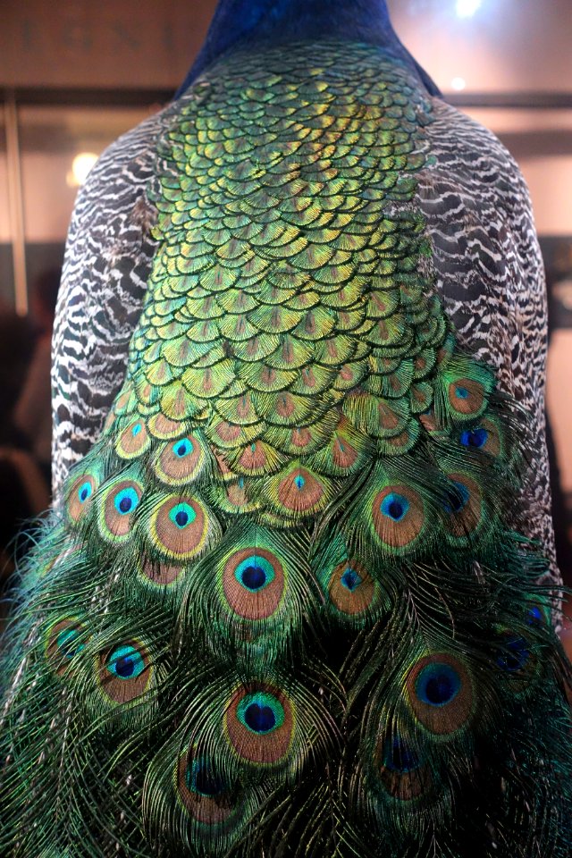 Peacock - Museum fur Naturkunde, Berlin - DSC00138