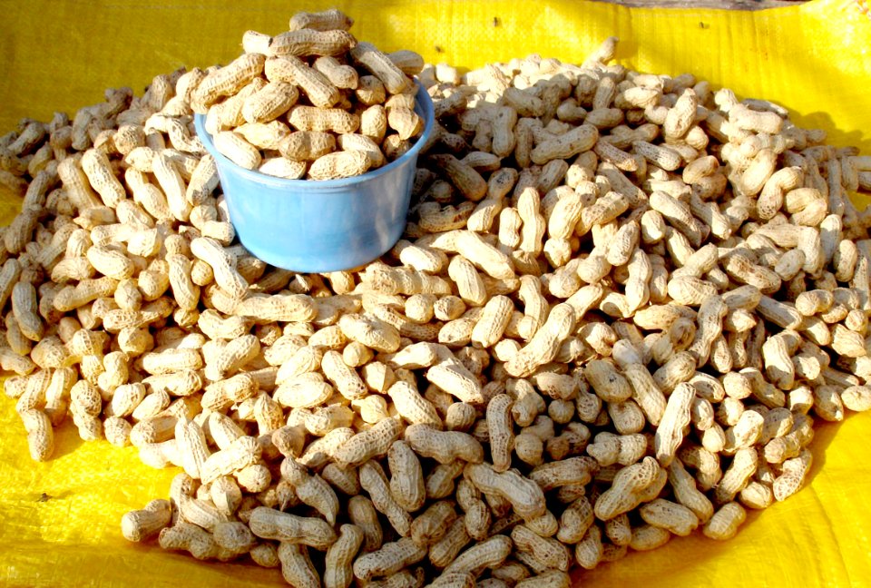 Peanuts (dried pods marketed)
