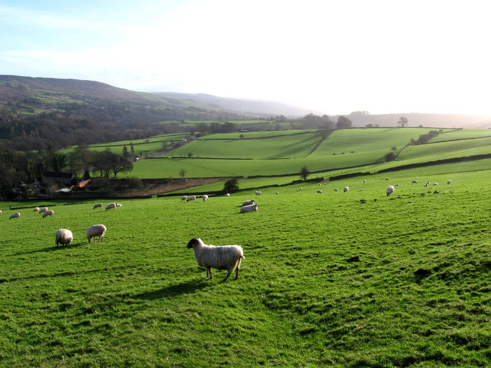 Peak District Sheep field 2