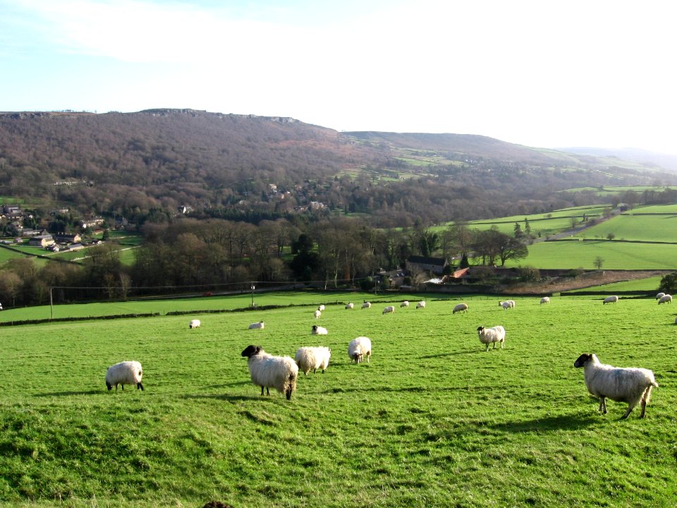Peak District sheep field