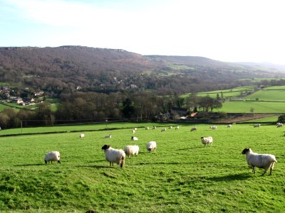 Peak District sheep field