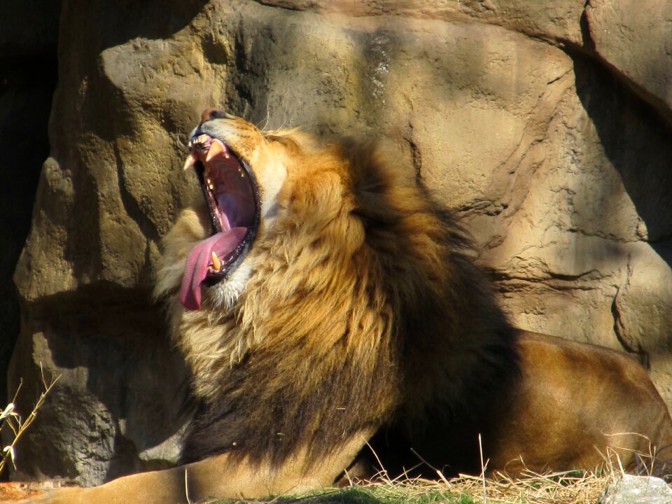 Nature teeth tongue