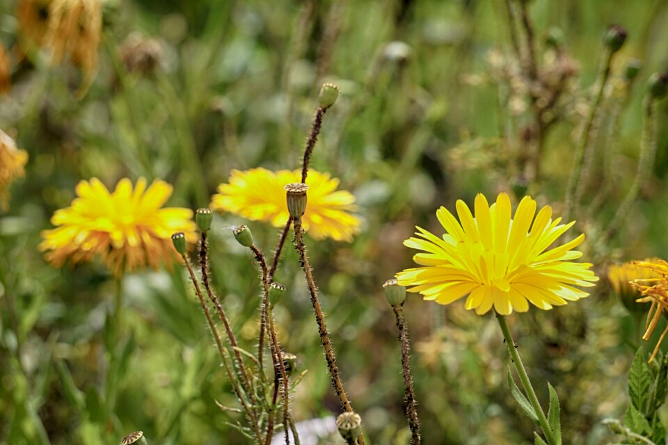 Plant garden flowering