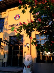 Paulaner Evening