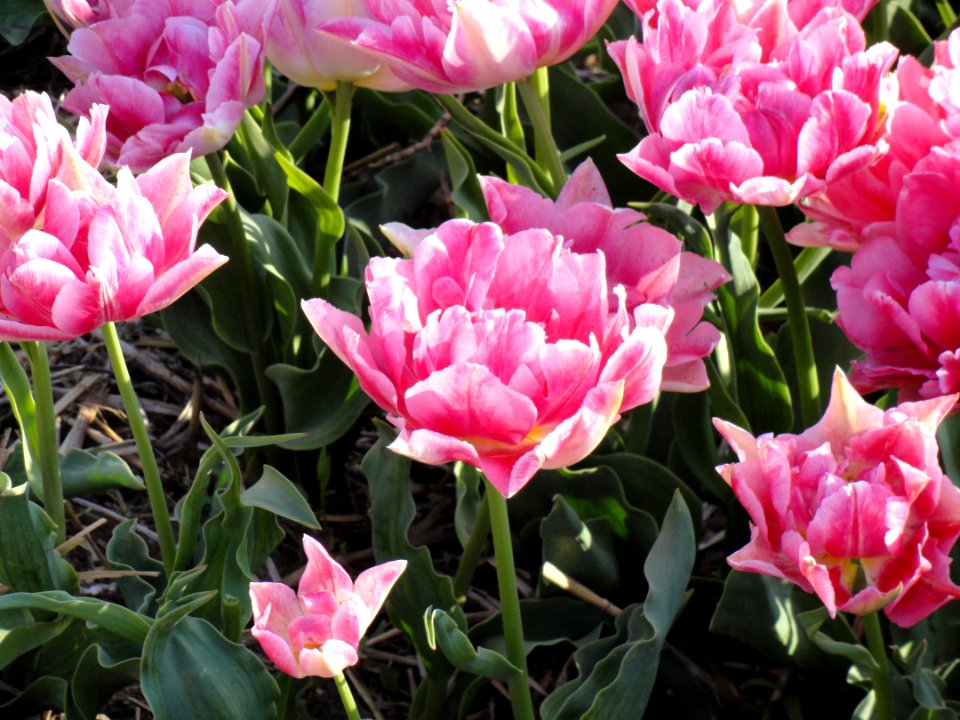 Peach Blossom, Tulpa, foto2