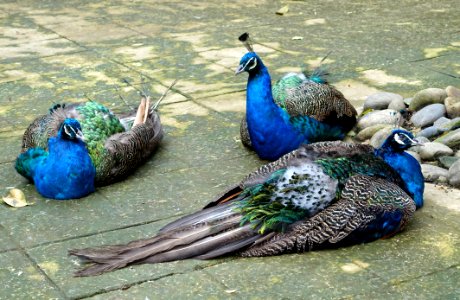 Peacocks - Aviary, Tazishan Park - Chengdu, China - DSC03091