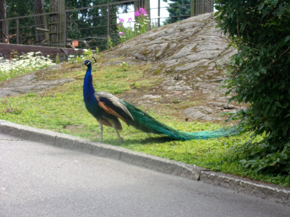 Peacock on Korkeasaari 1