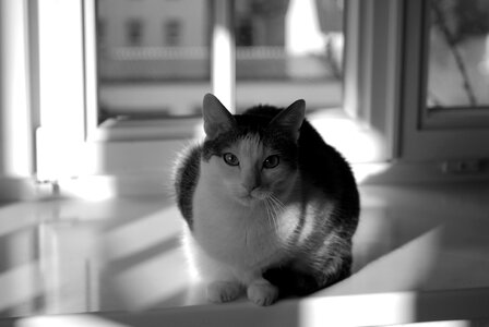Cat black and white animal