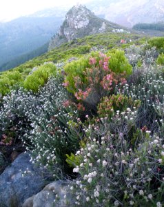 Peninsula Sandstone Fynbos - OlifantsOog Cape Town photo