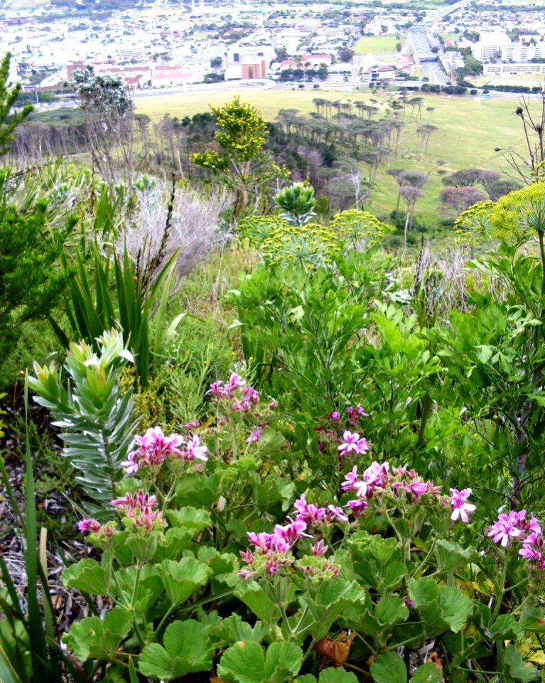 Peninsula Shale Fynbos - Table Mnt slope - CT