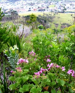 Peninsula Shale Fynbos - Table Mnt slope - CT photo