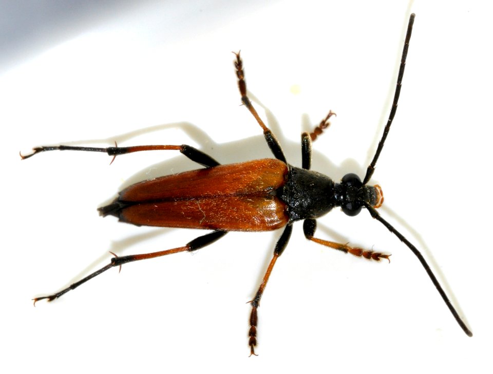 Pedostrangalia-pubescens-13-fws