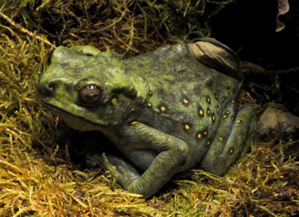 Pedostibes hosii - Copenhagen Zoo - DSC09088