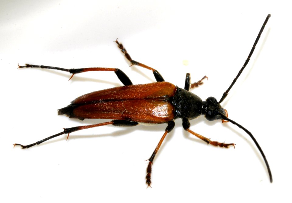 Pedostrangalia-pubescens-10-fws