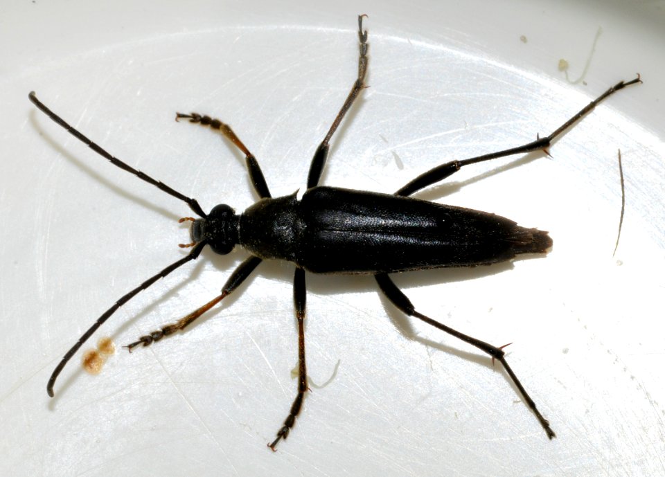 Pedostrangalia-pubescens-01-fws