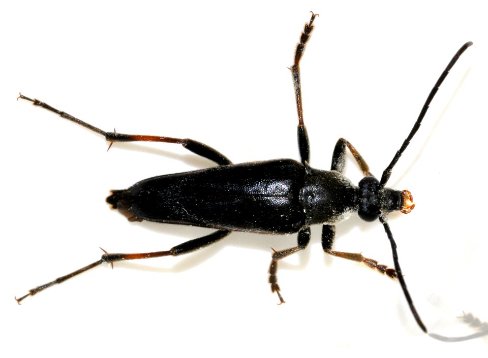 Pedostrangalia-pubescens-16-fws