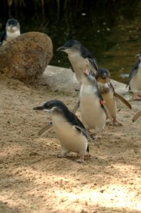 Penguins-Melbourne-Zoo-20070224-070 photo