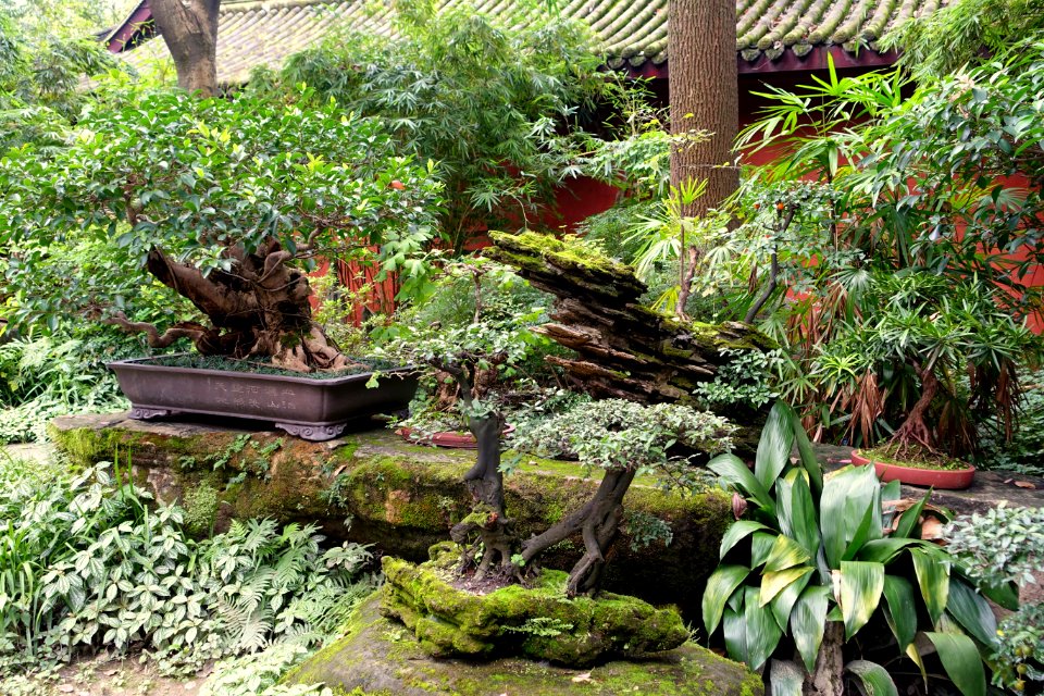 Penjing and rock - Wuhou Shrine - Chengdu, China - DSC05430