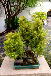 Penjing - Lan Su Chinese Garden - Portland, Oregon - DSC01396