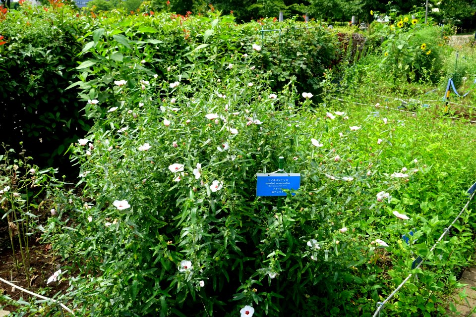 Pavonia hastata - Urban Greening Botanical Garden - Kiba Park - Koto, Tokyo, Japan - DSC05376
