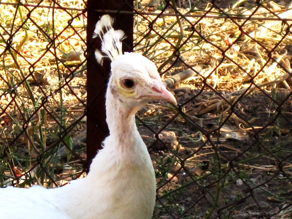 Pavo cristatus mut. alba (White Peafowl), Limonas Monastery, Kalloni, Lesbos, Greece