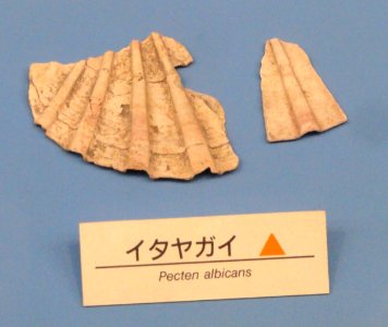 Pecten albicans - Osaka Museum of Natural History - DSC07749 photo