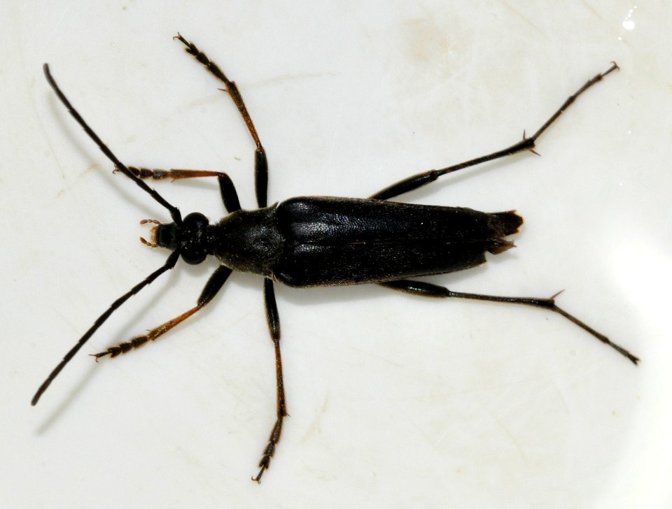 Pedostrangalia-pubescens-05-fws