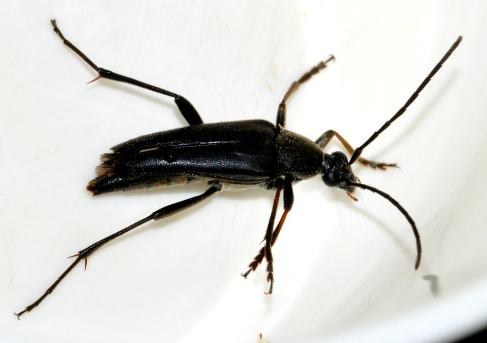 Pedostrangalia-pubescens-04-fws