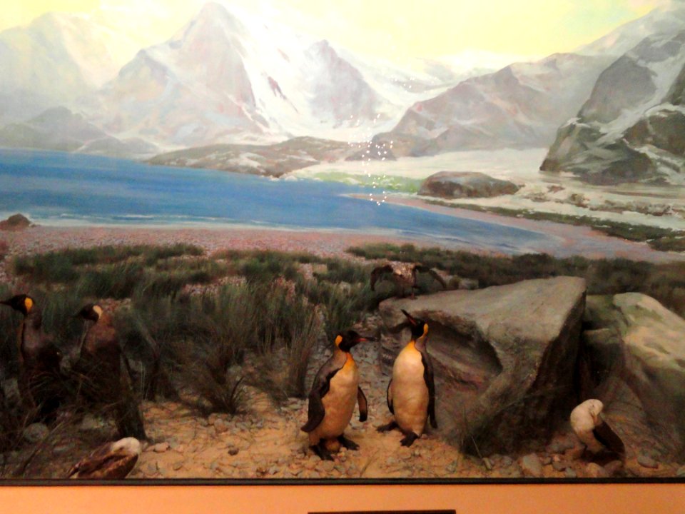 Penguin diorama - Springfield Science Museum - Springfield, MA - DSC03413