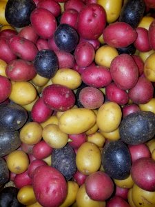 Pee wee potatoes - Boston, MA
