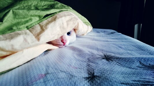 Kitty cat cute hide photo