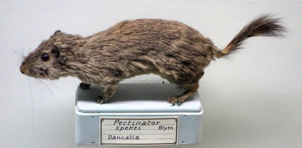 Pectinator spekei - Museo Civico di Storia Naturale Giacomo Doria - Genoa, Italy - DSC02829